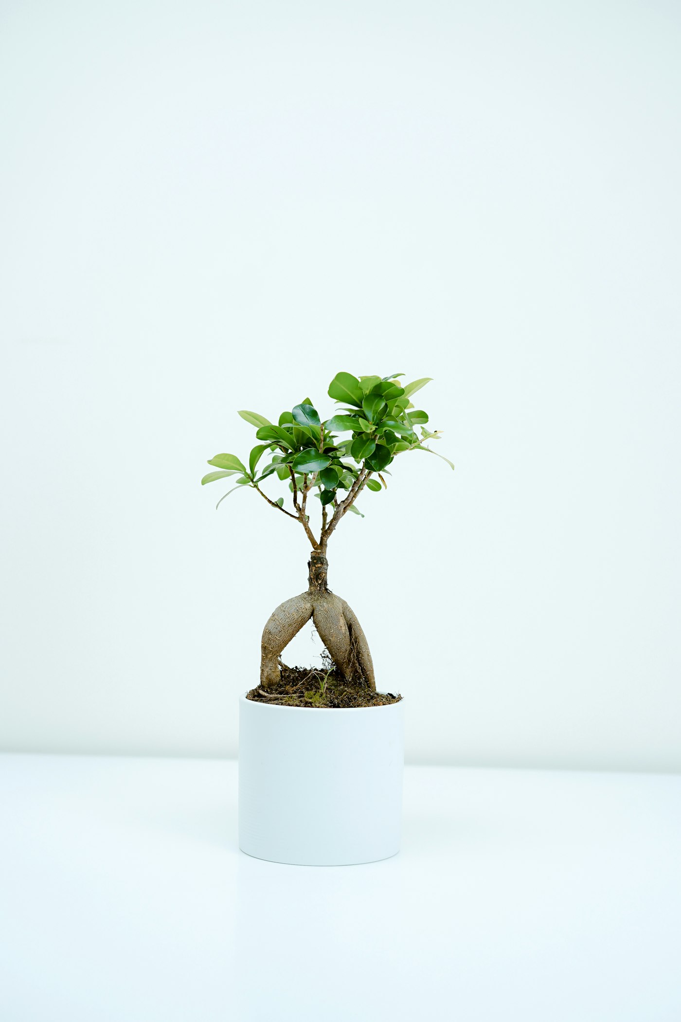 Brote verde creciendo, como metáfora de un asistente que aprende y crece